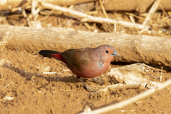 Lagonosticta rhodopareia