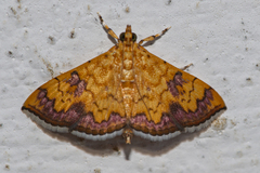 Isocentris