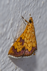 Isocentris