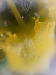 Ruta graveolens