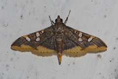 Prophantis