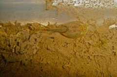 Triops longicaudatus