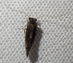 Myopsocus