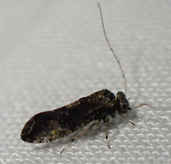 Myopsocus
