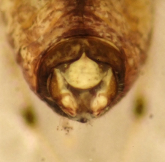 Myopsocus