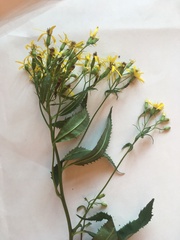 Senecio nemorensis