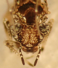 Myopsocus