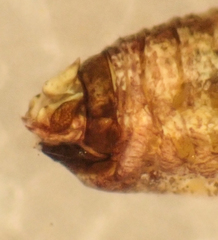 Myopsocus