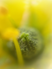 Ruta graveolens
