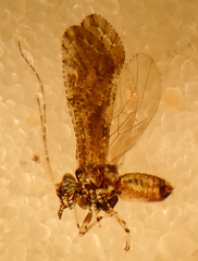 Myopsocus