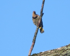 Colaptes auratus auratus