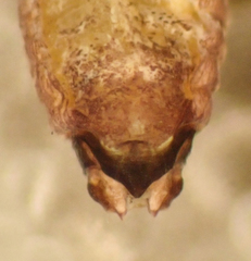 Myopsocus