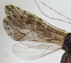 Myopsocus