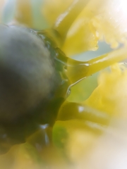 Ruta graveolens