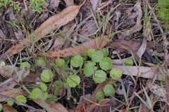 Hydrocotyle vulgaris