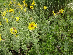 Helianthus mollis