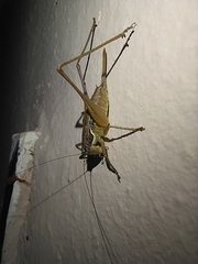 Pachytrachis gracilis