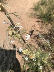 Ipomopsis aggregata candida