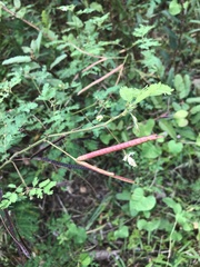 Desmanthus pernambucanus