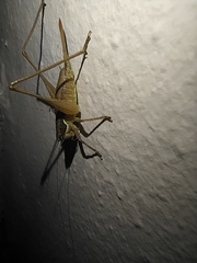 Pachytrachis gracilis