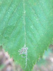 Caloptilia ostryaeella