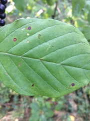 Bucculatrix frangutella