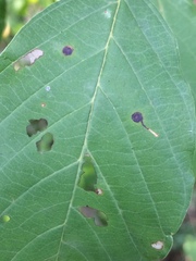 Bucculatrix frangutella