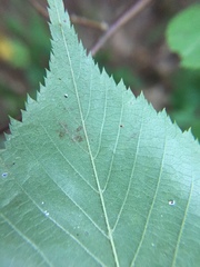 Caloptilia ostryaeella