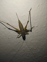 Pachytrachis gracilis