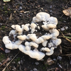 Fungi
