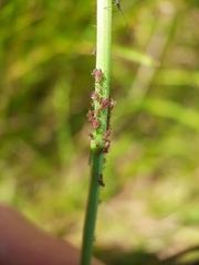 Uroleucon hypochoeridis