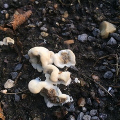 Fungi