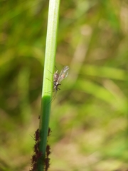 Uroleucon hypochoeridis