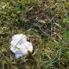 Fungi