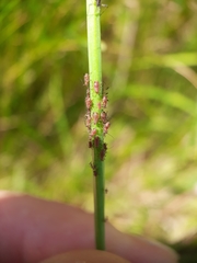 Uroleucon hypochoeridis