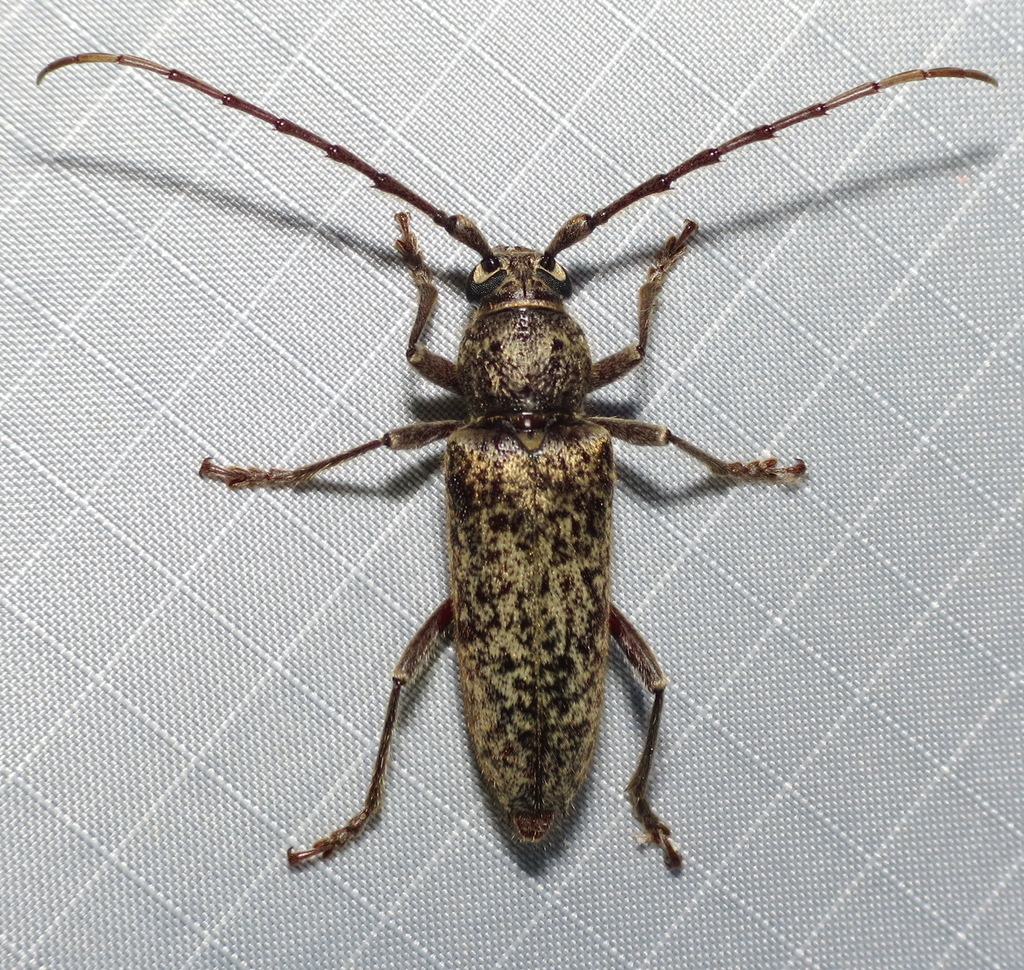 Robust Oak Borer
