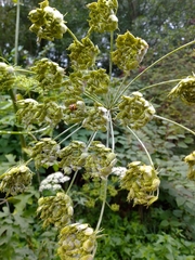 Heracleum sphondylium