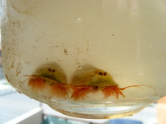 Triops longicaudatus