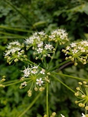 Heracleum sphondylium