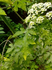Heracleum sphondylium