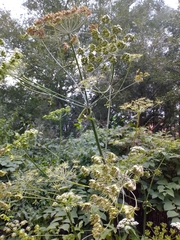 Heracleum sphondylium