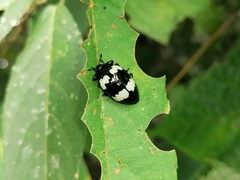 Barytopus lunulatus