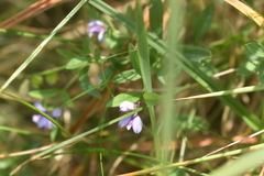 Polygala serpyllifolia