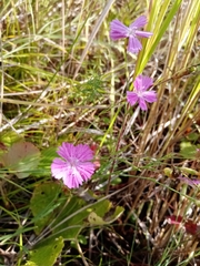 Dianthus campestris