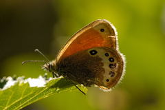 Coenonympha gardetta