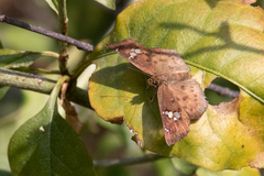Eagris nottoana