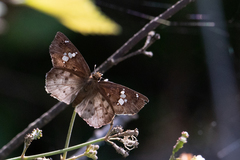 Eagris nottoana