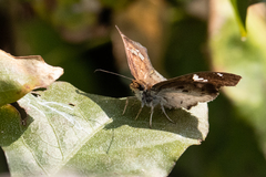 Eagris nottoana
