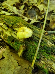 Lentinellus subaustralis