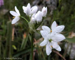 Allium subhirsutum